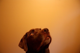 Illustration for article titled Shooting Challenge Pets Gallery 4